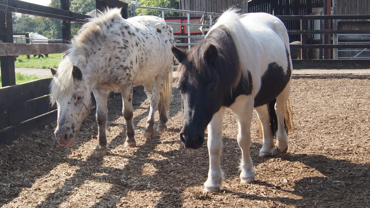 Gizmo and his friend Tilly on a woodchip paddock