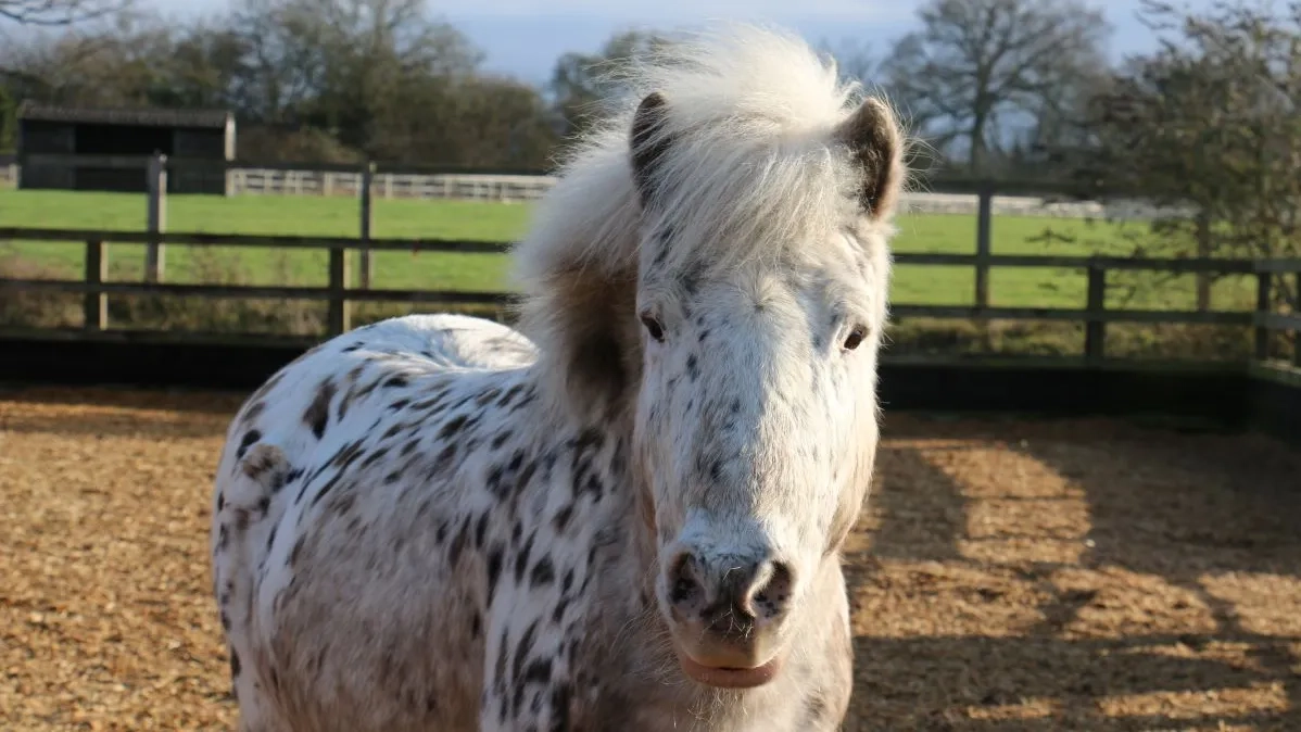Gizmo a little spotted pony