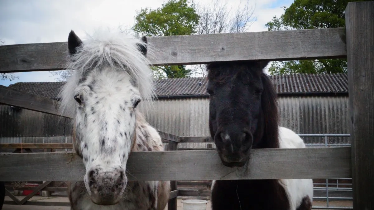Gizmo and his friend Tilly