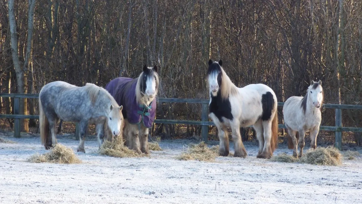 Horses in snow eating hay