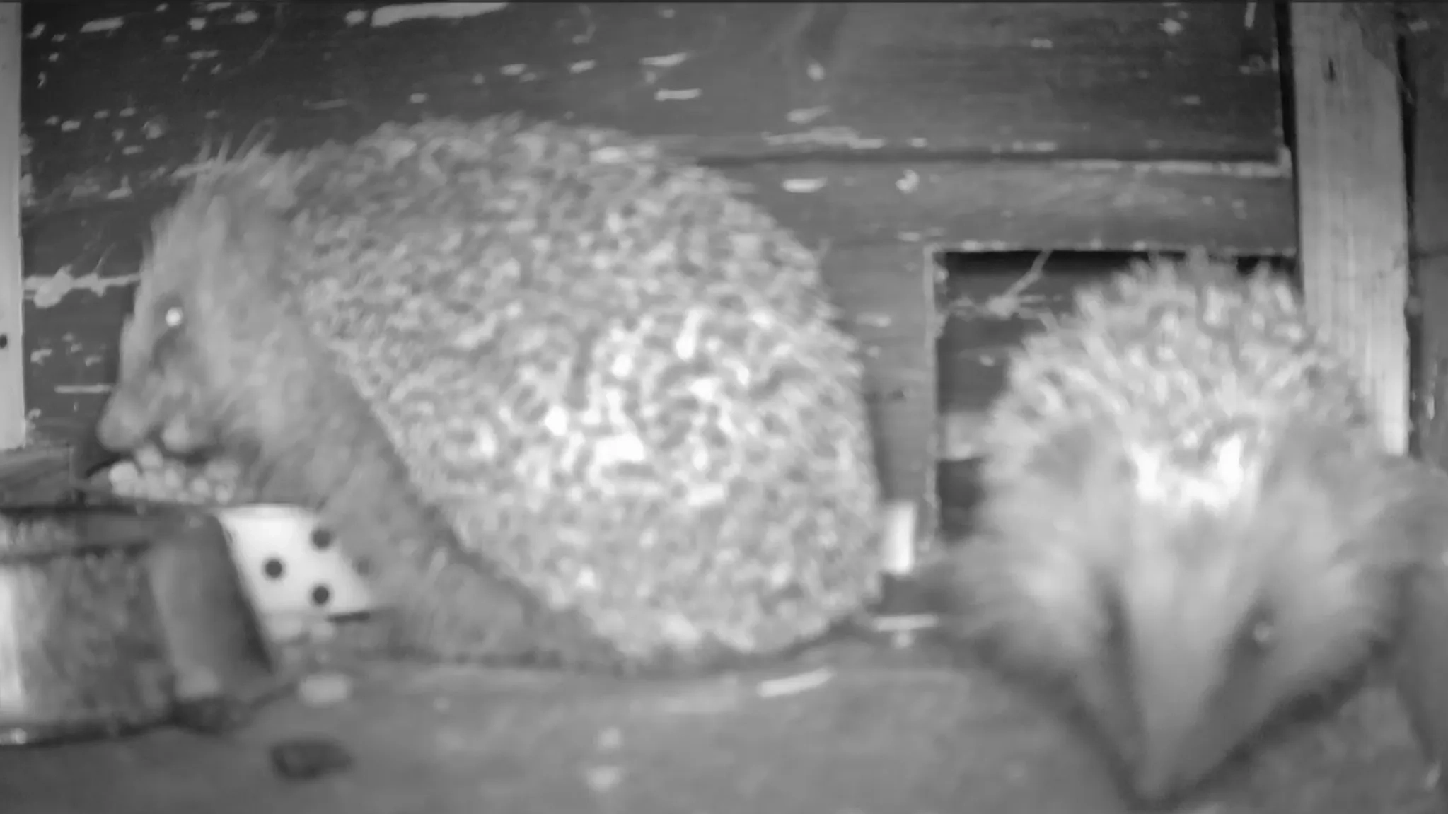 A large and small hedgehog inside the hedgehog house.