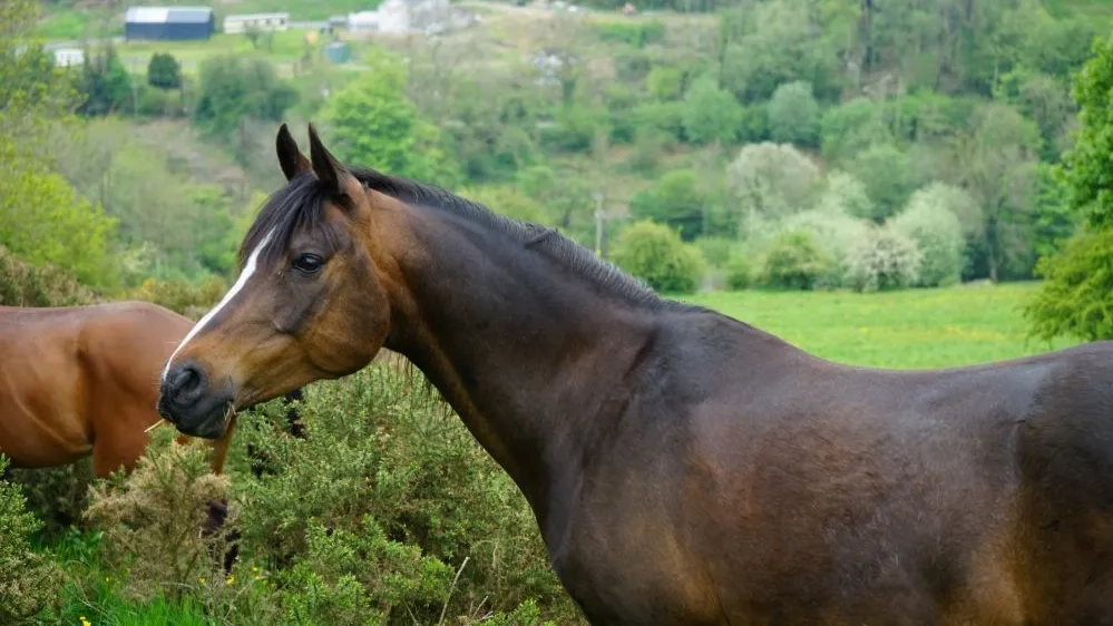 A picture of Merlot in his field