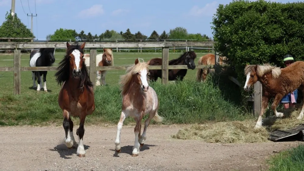 Bonnie and Tyler arrive off the lorry