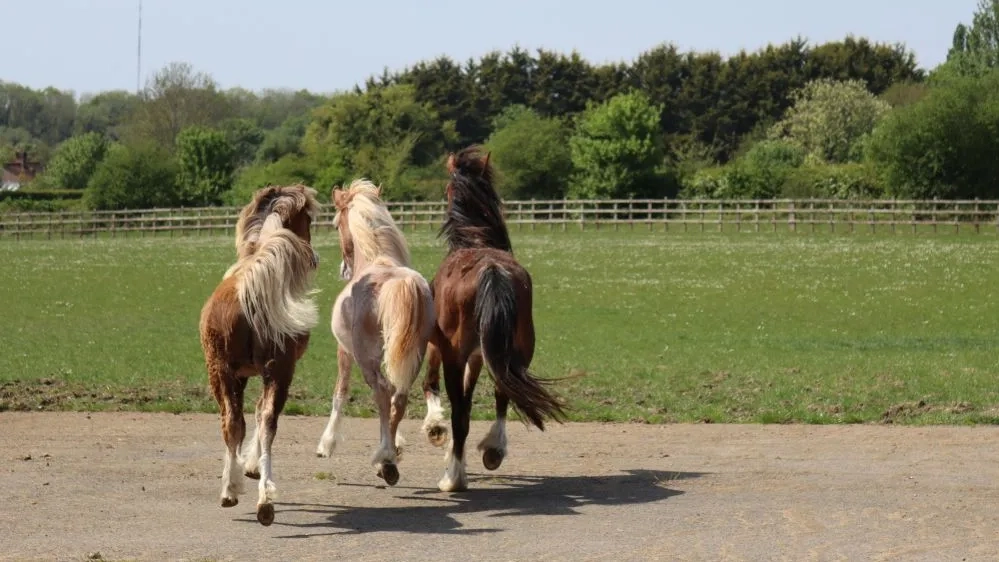 Bonnie, Tyler and Jones arriving at Hapton 