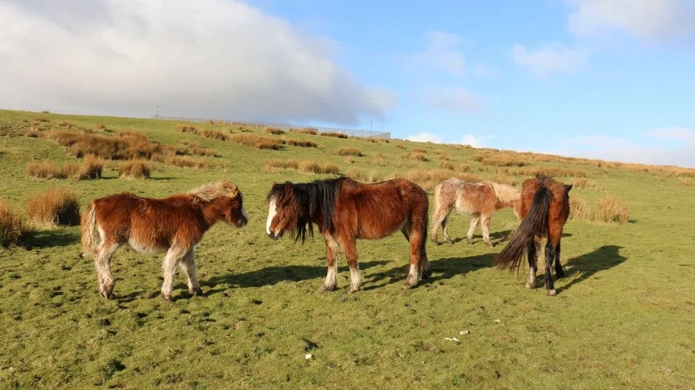 Ponies on Gelligaer common