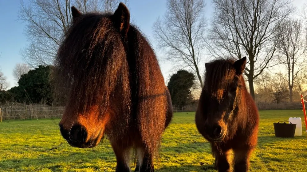 Photo of ponies Dennis and Merry