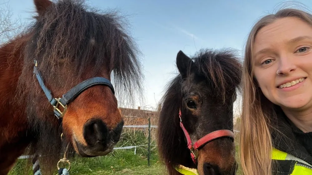 Photo of ponies Dennis and Merry with their Guardian Kristi
