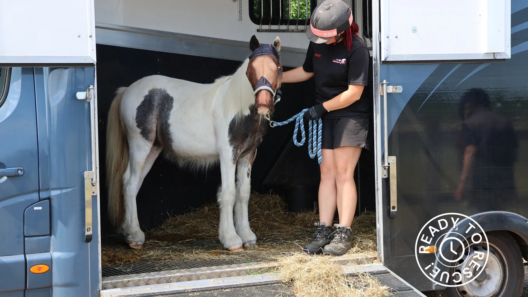 Patch the pony stood on a horsebox with a handler. 