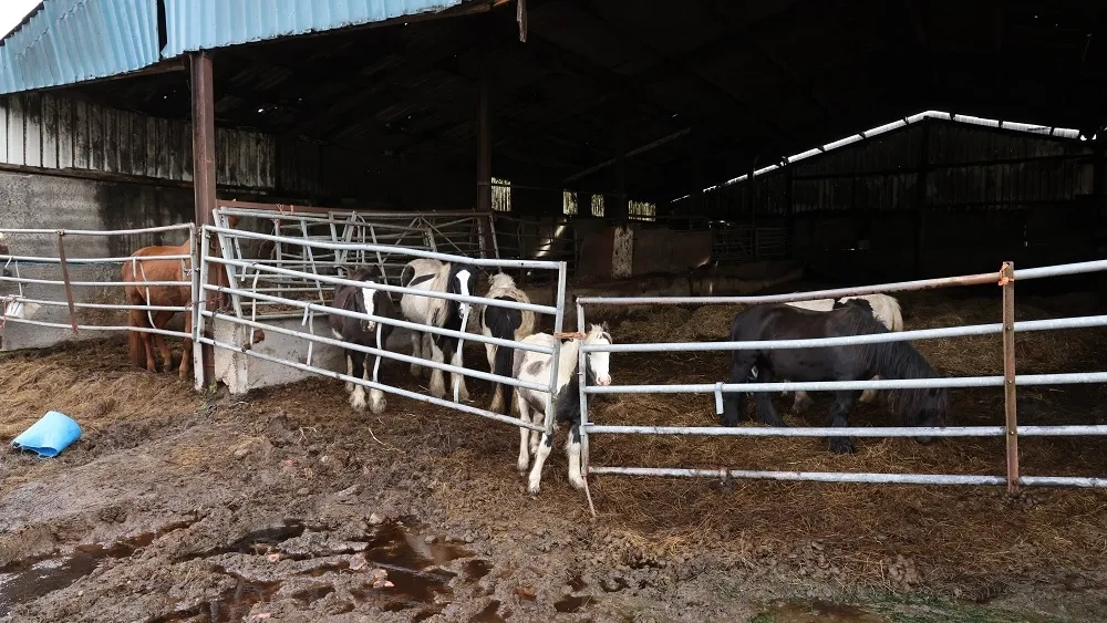 A photo of horses in awful, muddy conditions at a rescue. 
