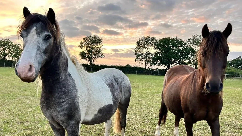 Two ponies standing together facing the camera