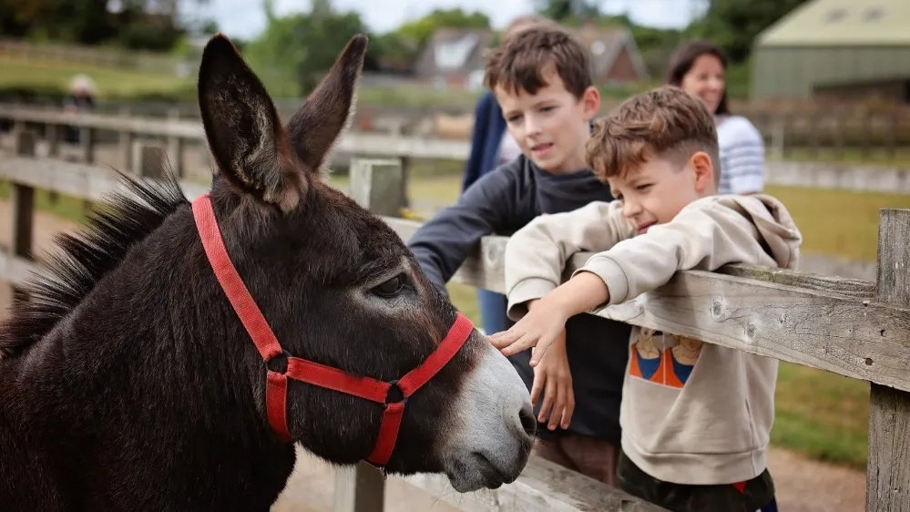 Two boys are stroking Wiggins the donkey over a fence