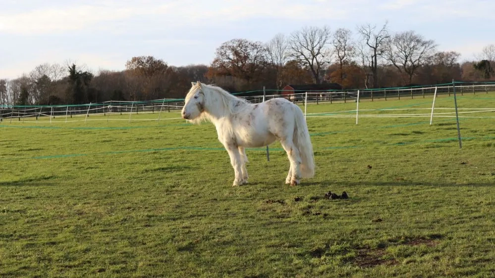 Will the pony stood on grass