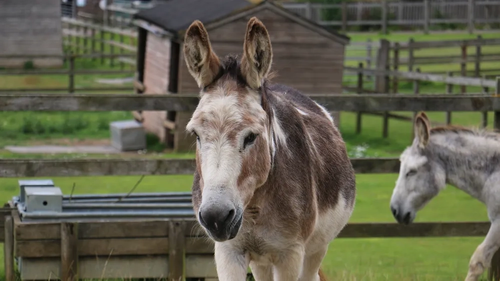 Wacko the donkey