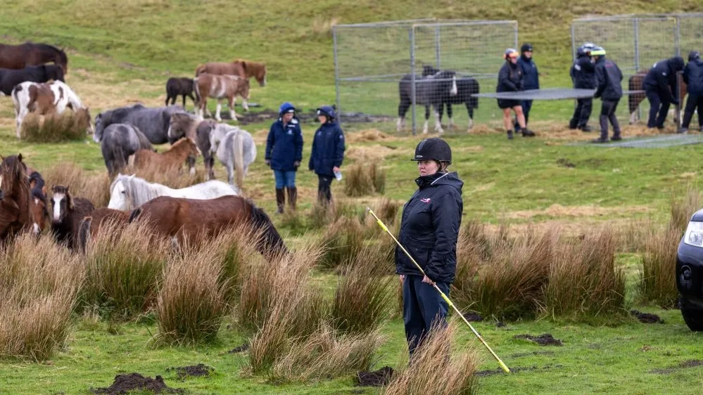 Redwings vet on Gelligaer common