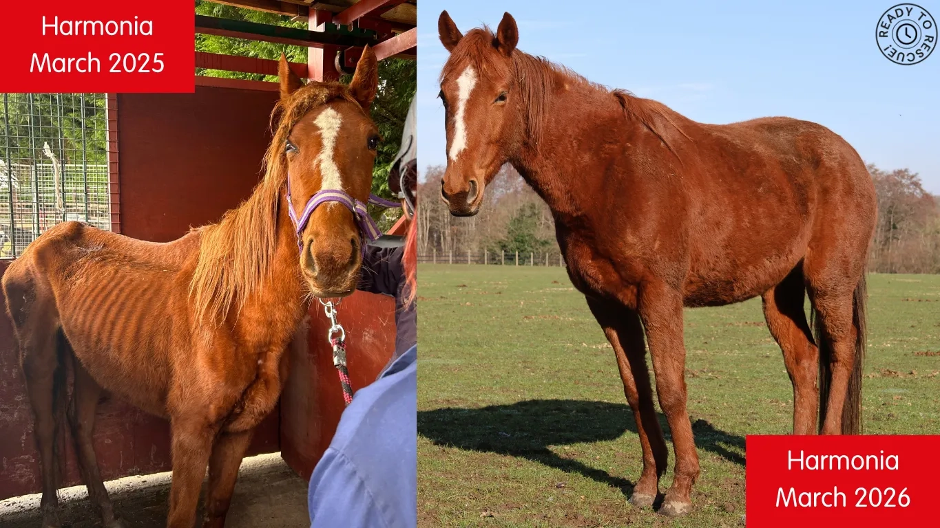 Harmonia before and after