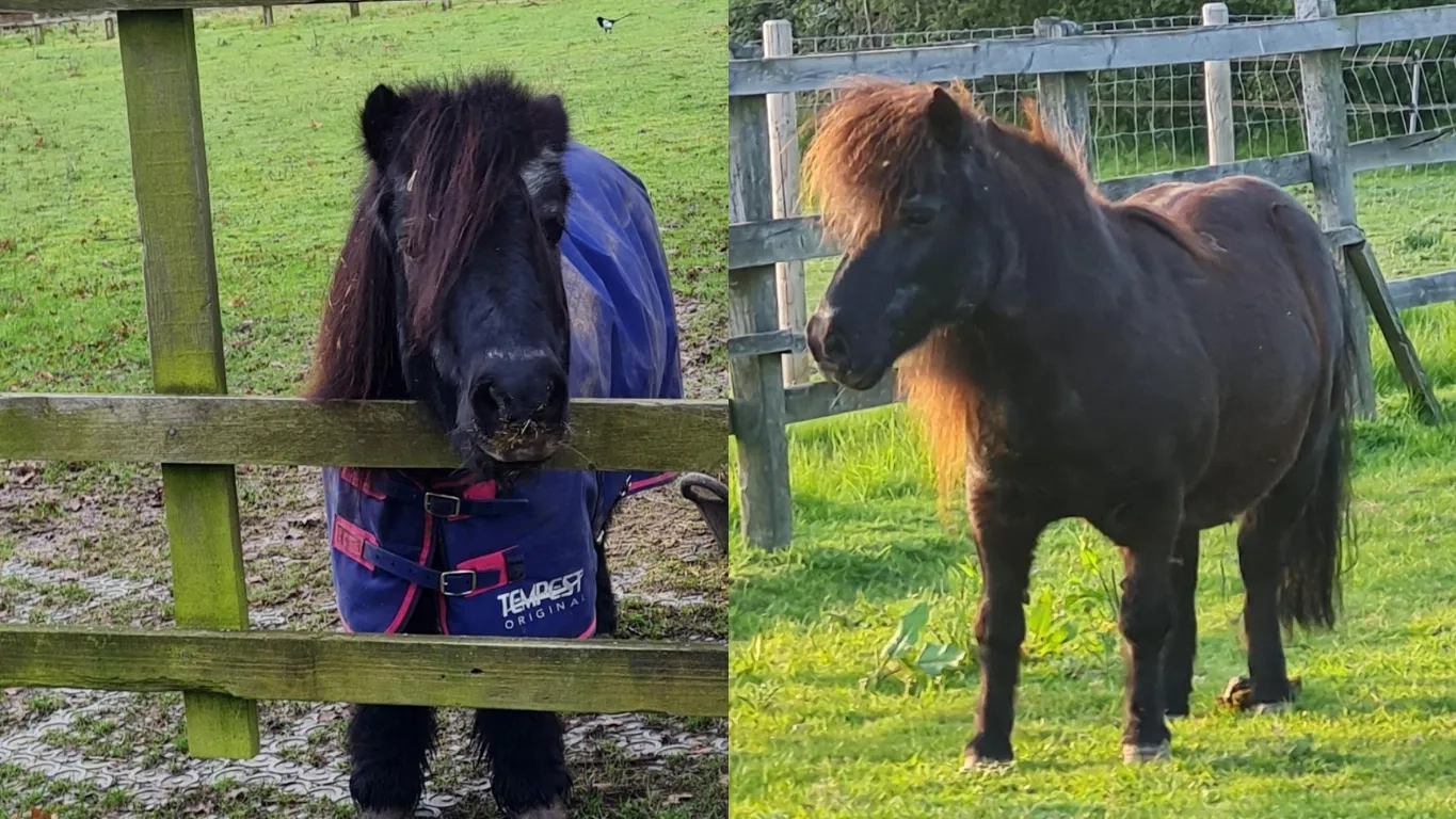 Two photos of Shetland pony Sam in his paddock 