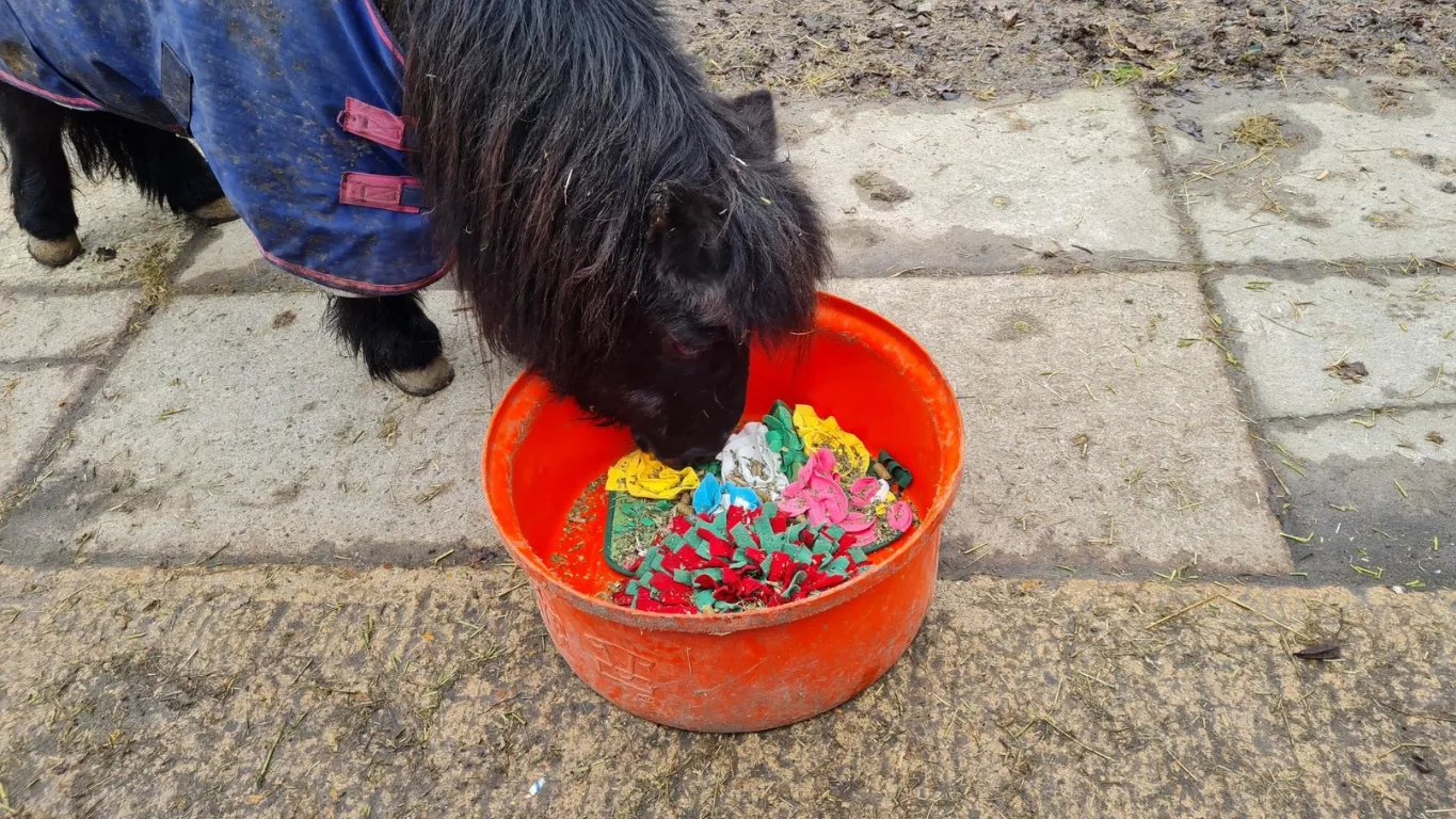 Photo of Shetland pony Sam using snuffle mats