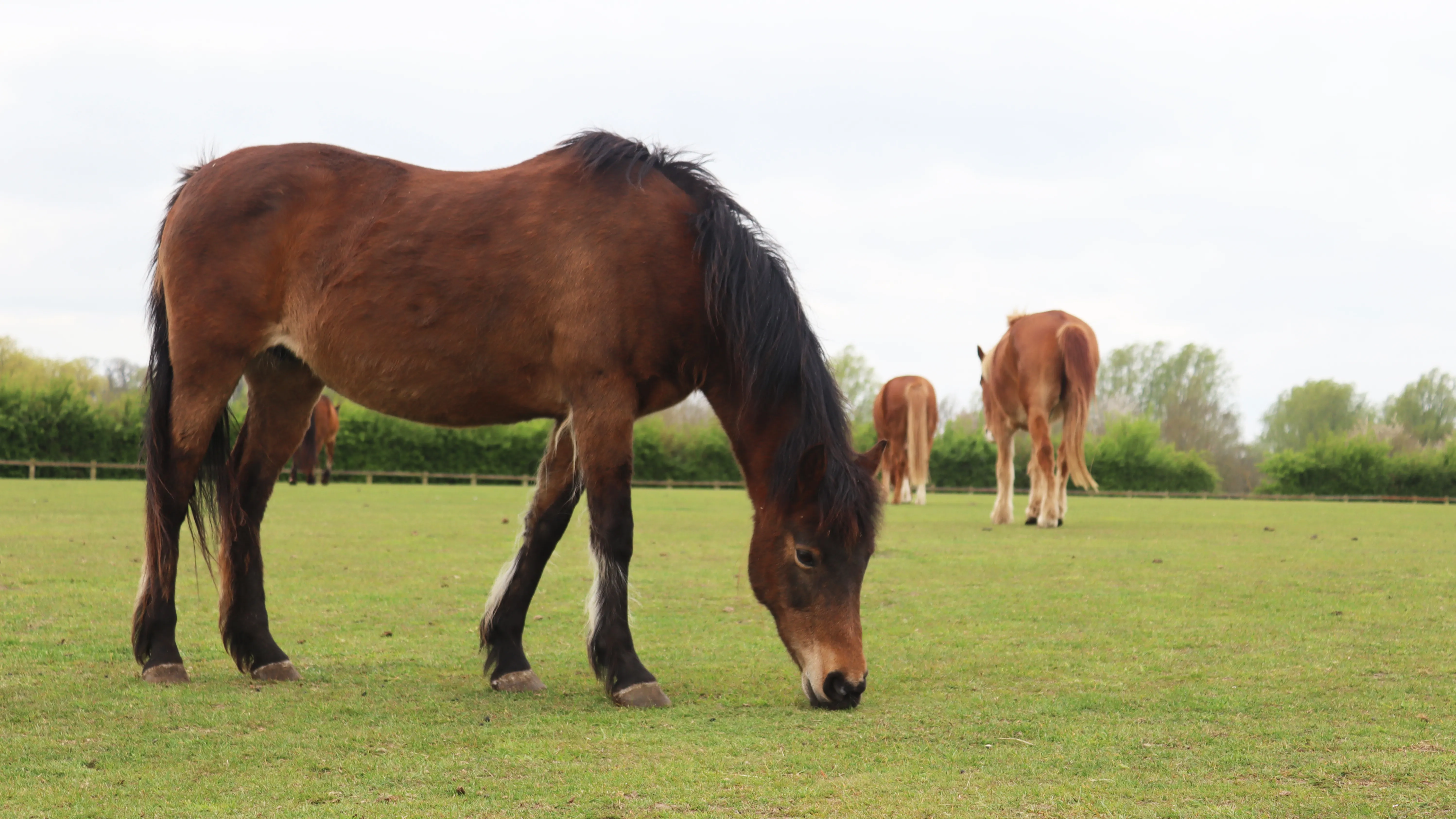 Photo of Siena the horse eating grass.