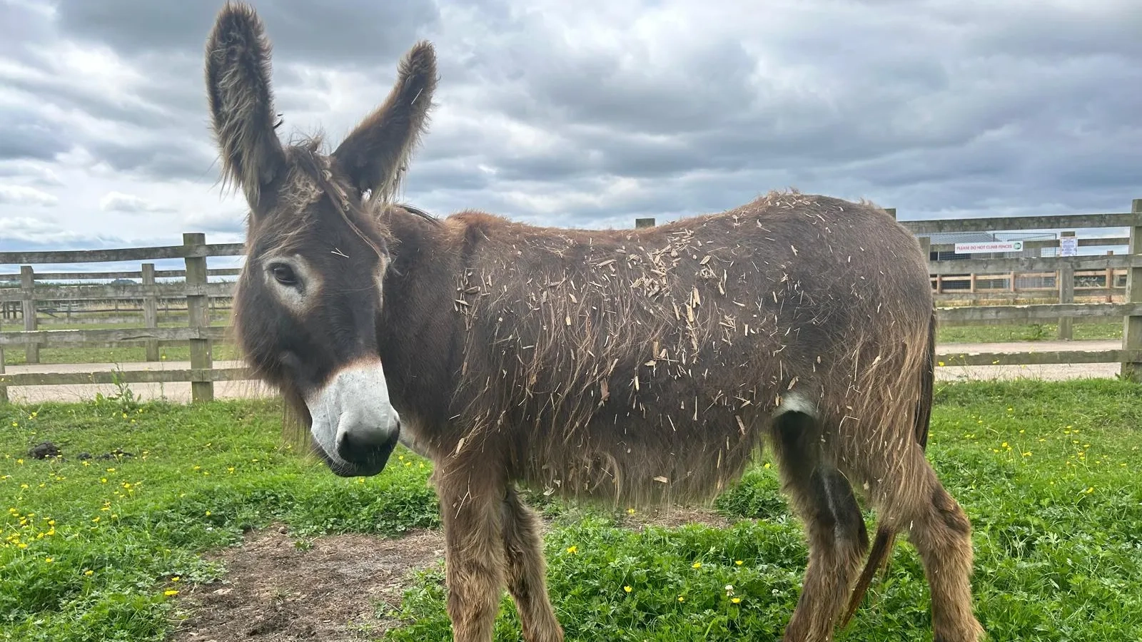 Arya the donkey stood on grass.