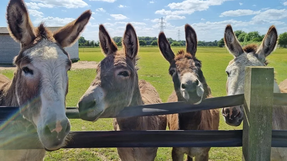 Basil, Dave Amos and Sammy the donkeys
