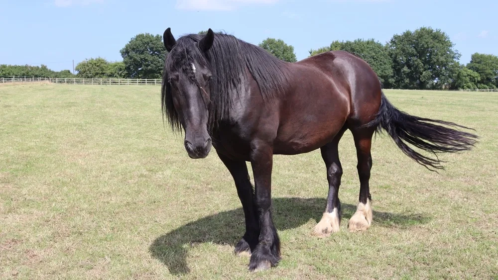 Callisto the horse stood in a field