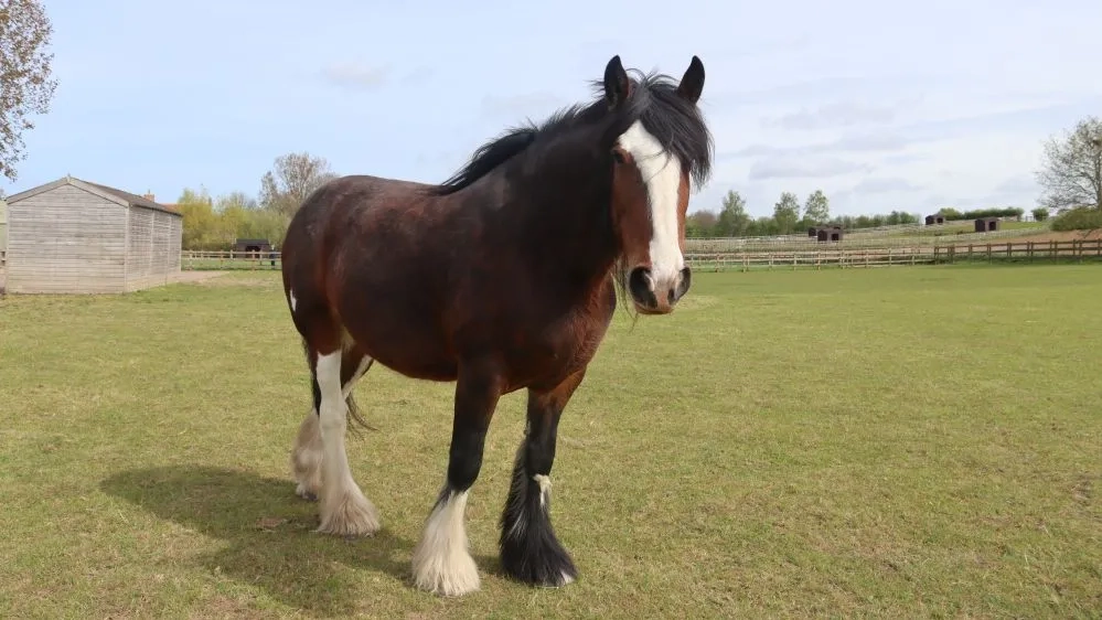 A photo of Lady stood in her field at Redwings Aylsham