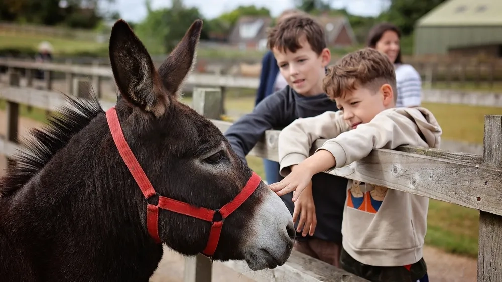 Wiggins the donkey meeting visitors over a fence