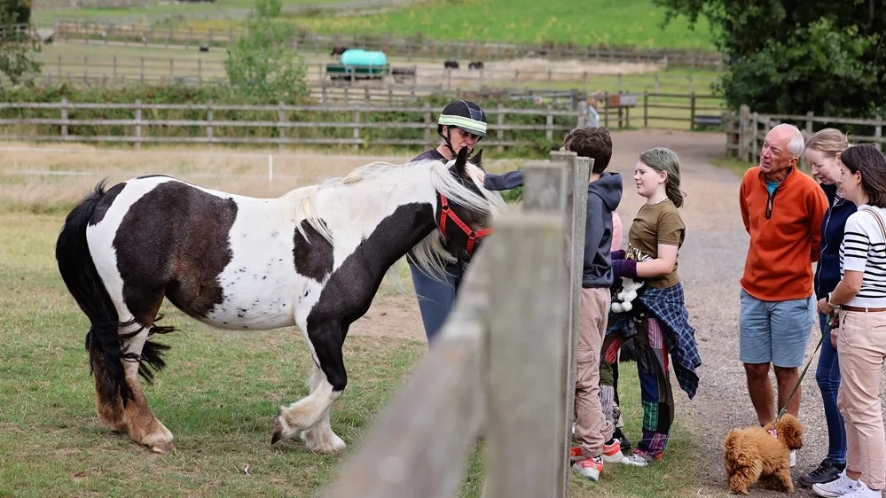 Pickle the pony meeting visitors over a fence