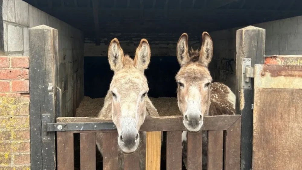 Timothy and Cain, two brown and white donkeys, are looking over the stable door