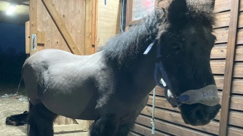 Dylan the pony in his Guardian home.