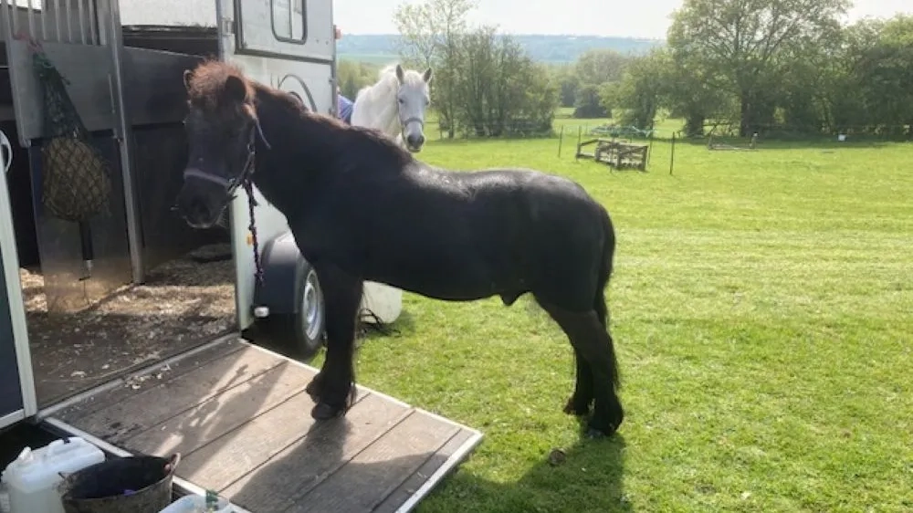 Dylan stood on the ramp of a horse box.