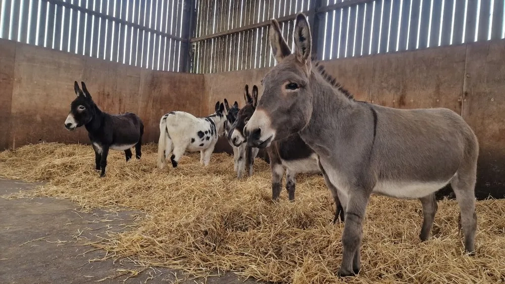 Esther and Dave - two donkeys standing in the straw in the donkey barn