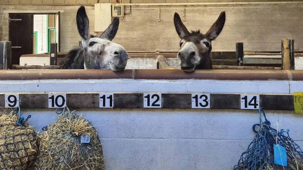 Two donkeys are looking over the wall there are haynets hanging on numbered hooks on the wall
