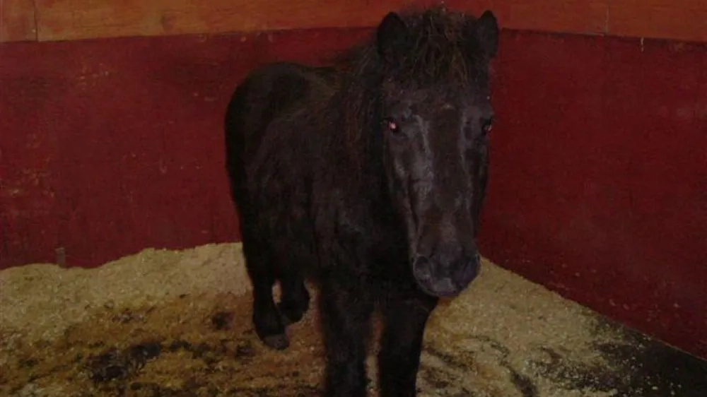 Heron the pony stood in a stable