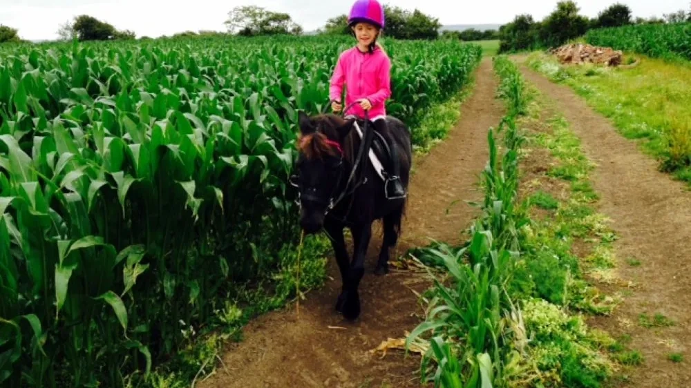Photo of Dylan the pony being ridden in a field.