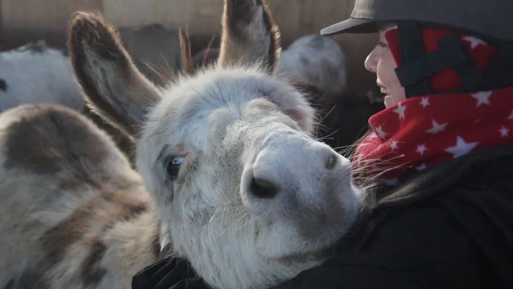 Jeremiah, a brown and white donkey, has his head resting in a cuddle in his groom's arms