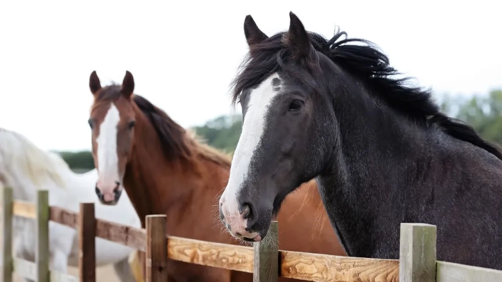 Photo of two horses (Fox and Bungle) looking over a fence. 