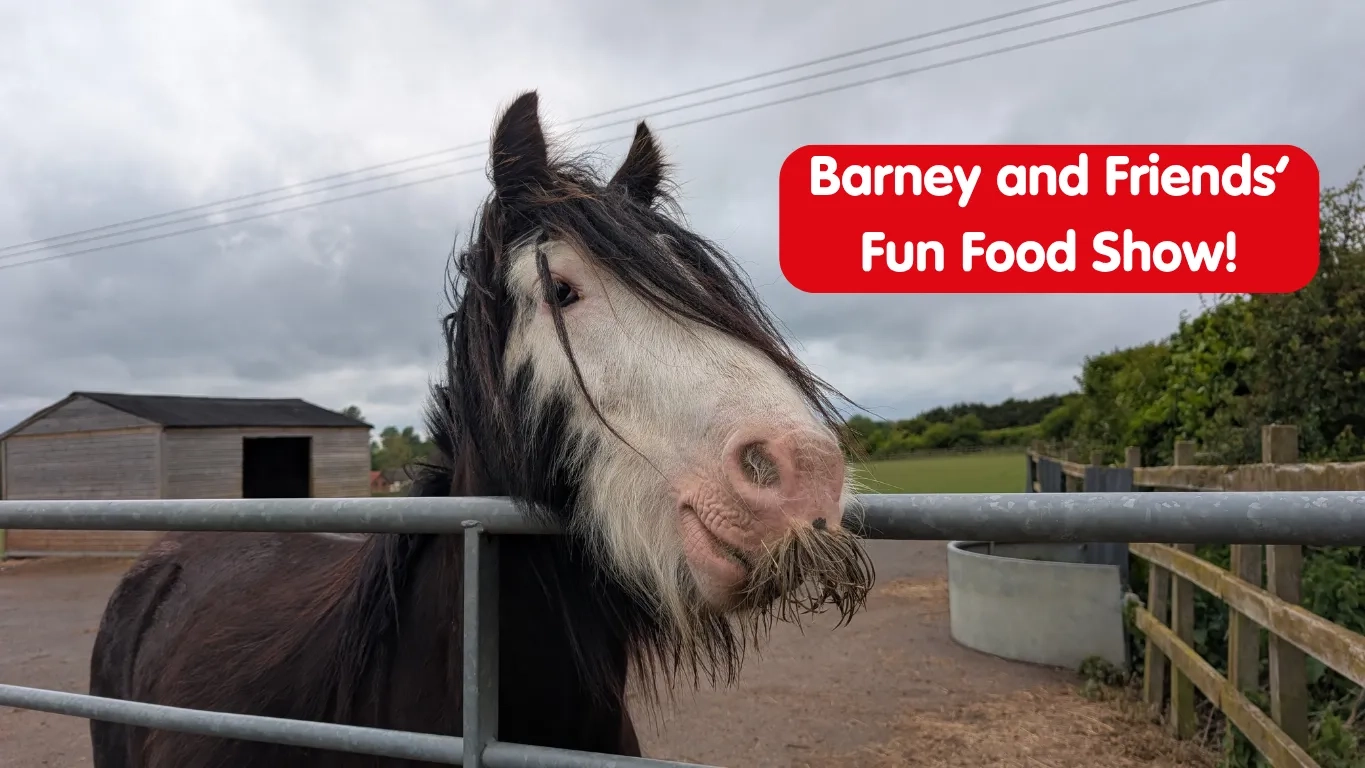 Photo of Barney the pony looking over a gate