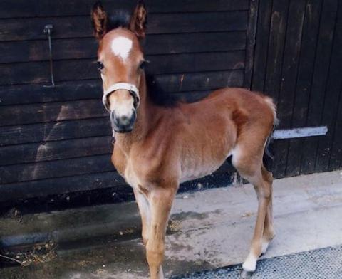 Gulliver when he arrived at Redwings at just a few days old.
