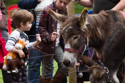 A young Redwings visitor meet rescued donkeys
