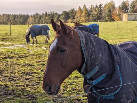 Horses graze at Redwings Mountains following Storm Babet.