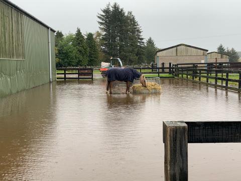 A horse stands in the flood waters at Redwings Mountains.