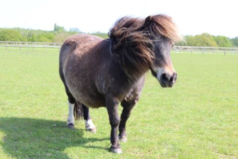 Kiwi stands in her paddock at Redwings with the wind blowing through her mane.