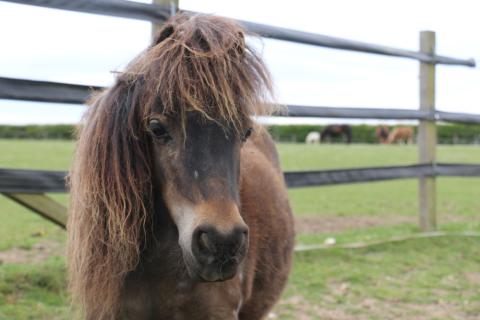 Kiwi stands in her paddock at Redwings looking at the camera.