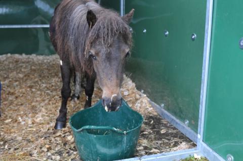 Kiwi when she was rescued standing in a stable, very underweight, weak and suffering from strangles.