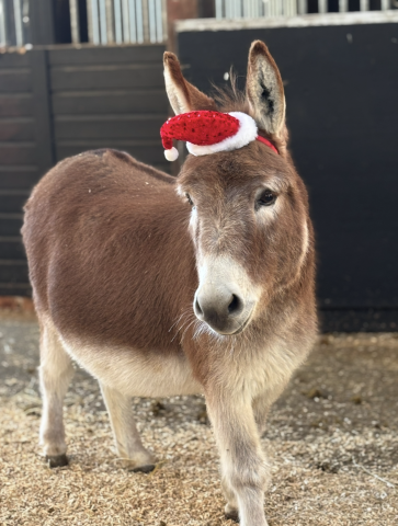 Jack donkey wearing a santa hat