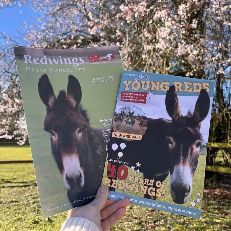 The Redwings Spring 2024 newsletter and latest copy of Young Reds are photographed with a tree in blossom in the background.