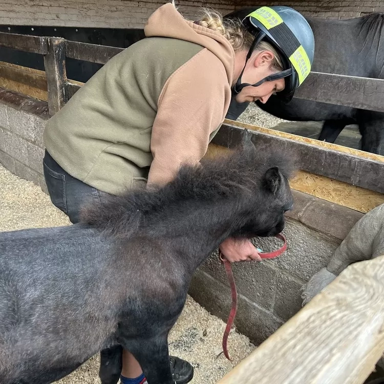 Ruby putting nose in headcollar 
