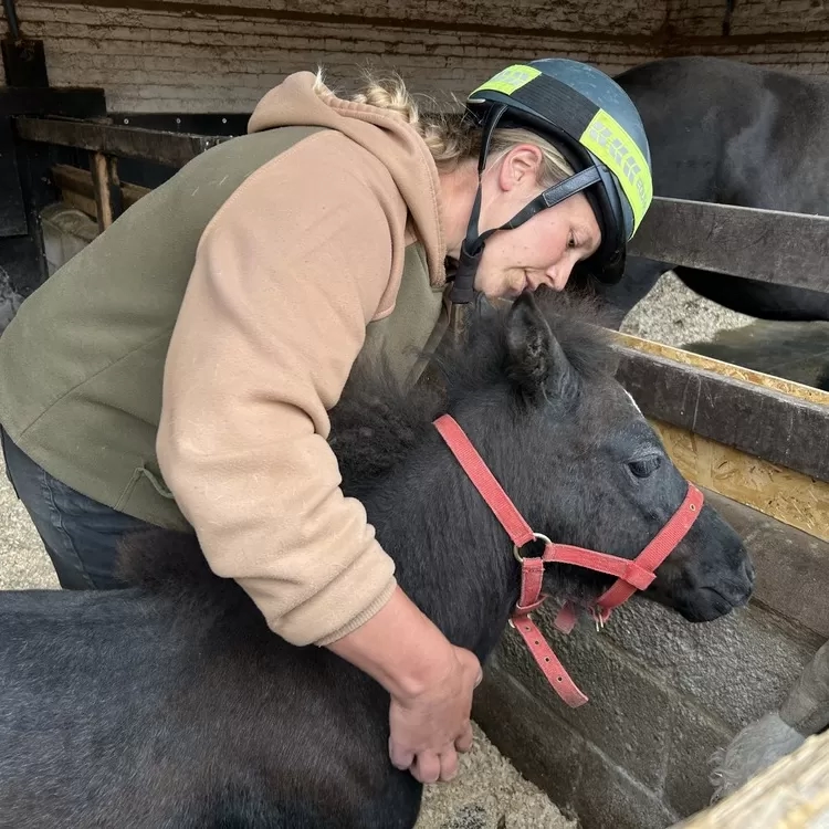 Catherine fastens the headcollar 