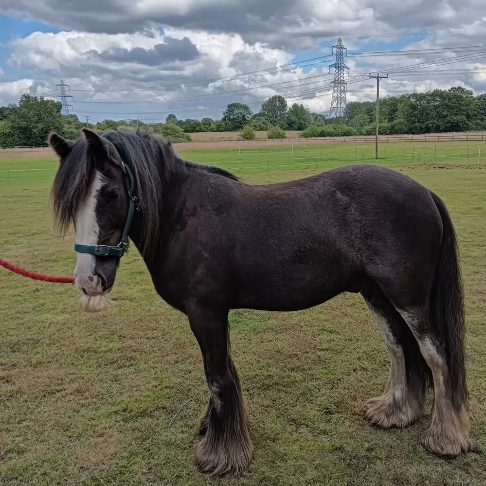 Side view of pony